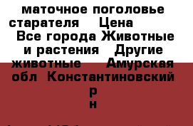 маточное поголовье старателя  › Цена ­ 2 300 - Все города Животные и растения » Другие животные   . Амурская обл.,Константиновский р-н